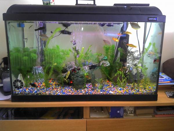 tropical fish tanks for beginners