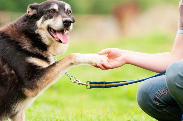 How Pets Help You Make A Healthy Lifestyle Change