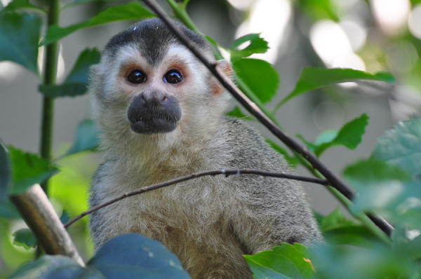 3 Rare Animals In Costa Rica Which Are Easy To Find