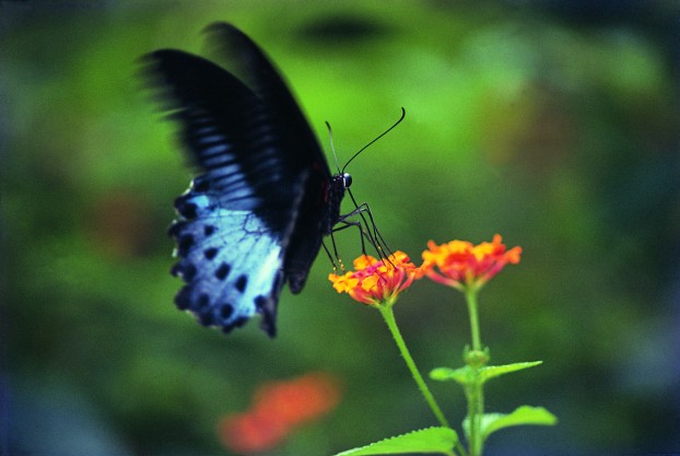 Flying Flowers Of Kerala