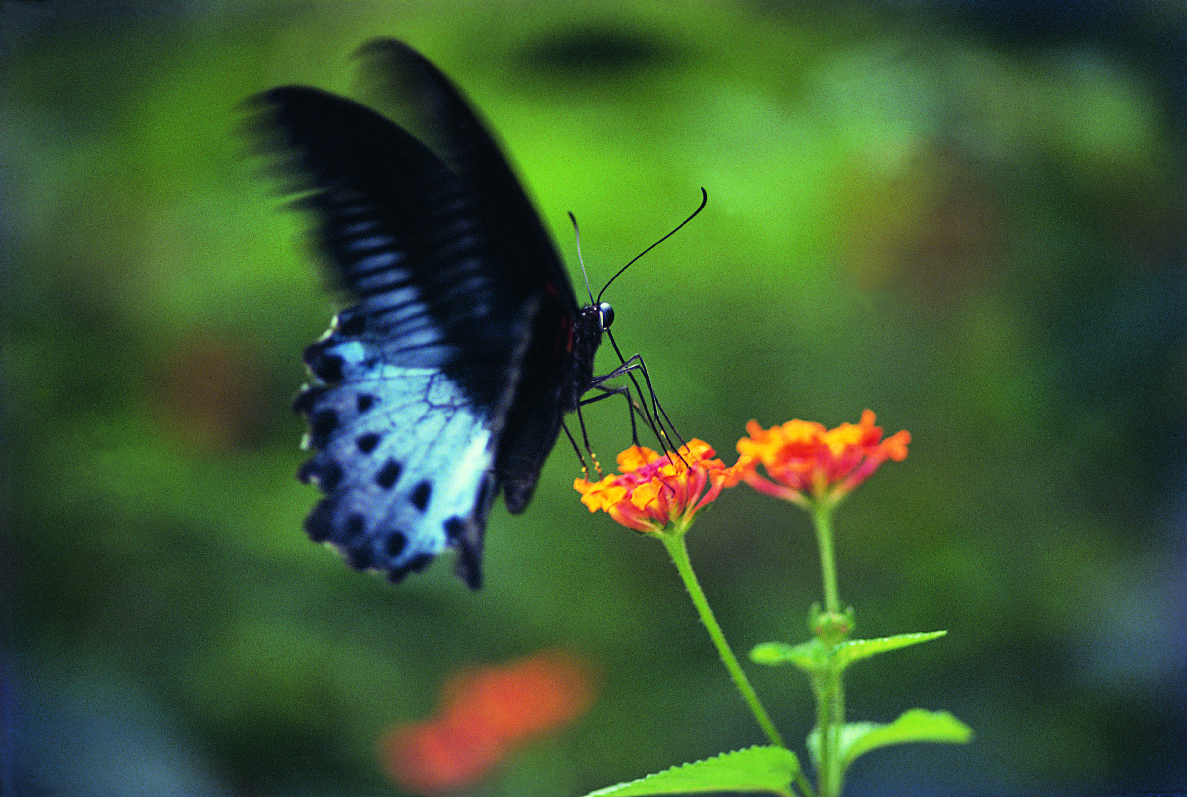 Flying Flowers Of Kerala