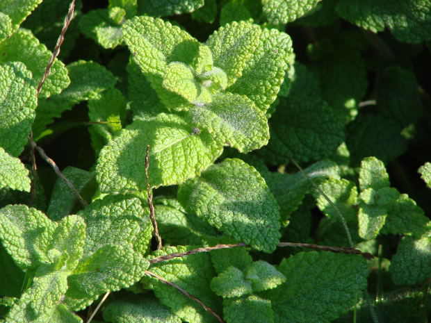 How To Protect And Maintain Healthy Trees In Your Garden