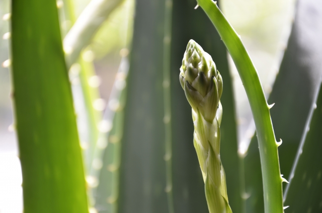 Make Your Own Indoor Herb Garden