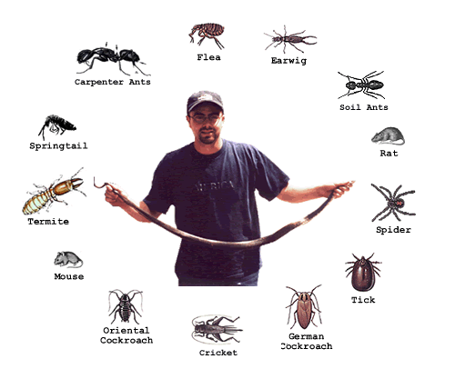 Finding A Pest Control Company In Melbourne