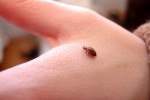 How Are Bed Bugs Spread?