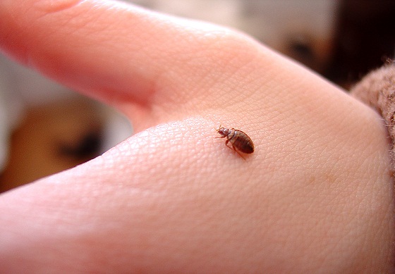 How Are Bed Bugs Spread?