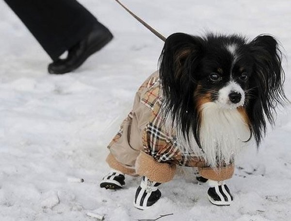 Tips To Protect Your Dog For The Winter Season