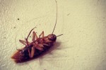 5 Facts You Must Know About Organic Pest Control