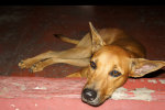 dog depression | caninine depression