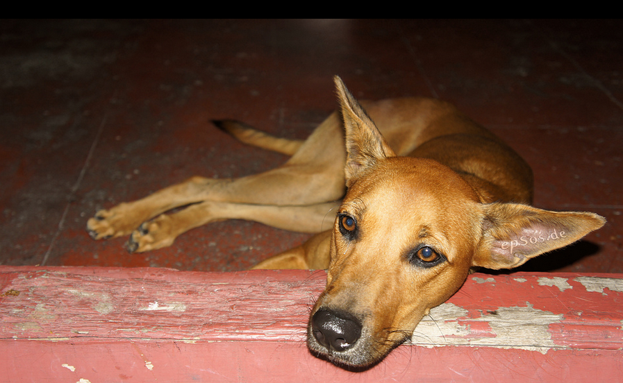 dog depression | caninine depression