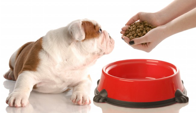 How To Feed Your Dog