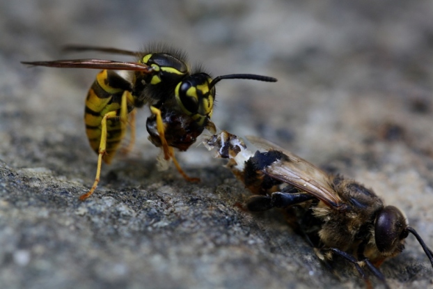 Wasps vs Bees What Are The Differences and Similarities