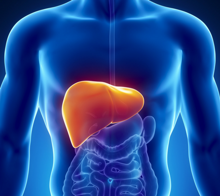 Guidelines To Keep Your Liver Healthy